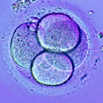 4-cell-embryo