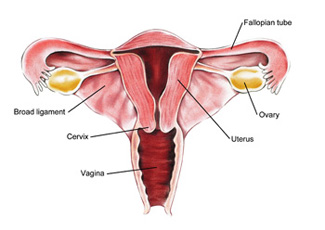 Normal Female Pelvic Anatomy