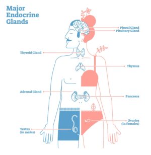 Major Endocrine Glands Diagram | Dallas IVF