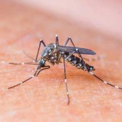 Zika Virus Update